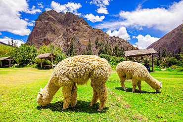 Alpaca in Ollantaytambo, Peru, South America