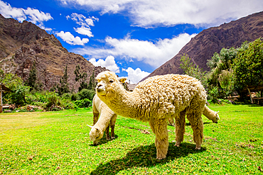 Alpaca in Ollantaytambo, Peru, South America