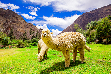 Alpaca in Ollantaytambo, Peru, South America