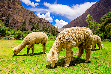 Alpaca in Ollantaytambo, Peru, South America