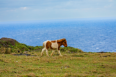 Wild ponies on Yonaguni Island, Yaeyama Islands, Japan, Asia