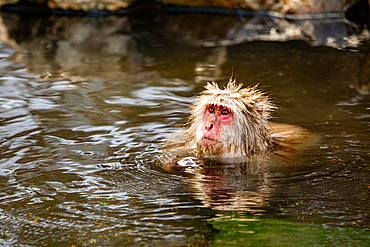 Snow Monkeys at Snow Monkey Park, Jigokudani, Nagano Prefecture, Honshu, Japan, Asia