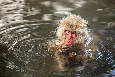 Snow Monkeys at Snow Monkey Park, Jigokudani, Nagano Prefecture, Honshu, Japan, Asia