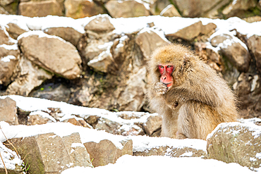 Snow Monkeys at Snow Monkey Park, Jigokudani, Nagano Prefecture, Honshu, Japan, Asia