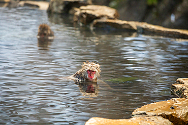 Snow Monkeys at Snow Monkey Park, Jigokudani, Nagano Prefecture, Honshu, Japan, Asia