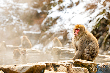 Snow Monkeys at Snow Monkey Park, Jigokudani, Nagano Prefecture, Honshu, Japan, Asia