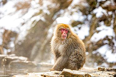 Snow Monkeys at Snow Monkey Park, Jigokudani, Nagano Prefecture, Honshu, Japan, Asia