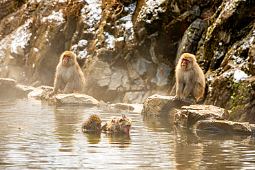 Snow Monkeys at Snow Monkey Park, Jigokudani, Nagano Prefecture, Honshu, Japan, Asia