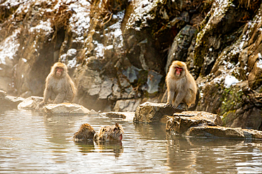 Snow Monkeys at Snow Monkey Park, Jigokudani, Nagano Prefecture, Honshu, Japan, Asia