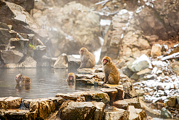 Snow Monkeys at Snow Monkey Park, Jigokudani, Nagano Prefecture, Honshu, Japan, Asia