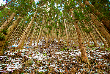 Forest in Hakuba, Nagano Prefecture, Honshu, Japan, Asia