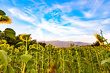 Sunflower fields near Rila, Bulgaria, Europe