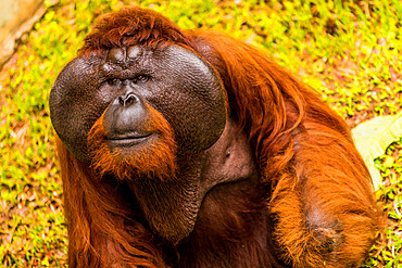 Native Orangutan in Bako National Park, Kuching, Sarawak, Borneo, Malaysia, Southeast Asia, Asia