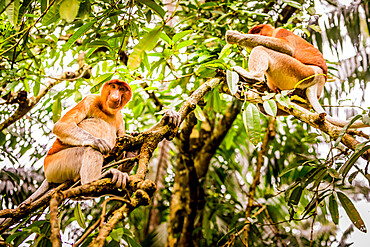 Proboscis monkey, unique and native to Malaysia in Bako National Park, Kuching, Sarawak, Borneo, Malaysia, Southeast Asia, Asia