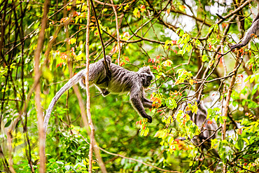 Macaque monkey in Bako National Park, Kuching, Sarawak, Borneo, Malaysia, Southeast Asia, Asia