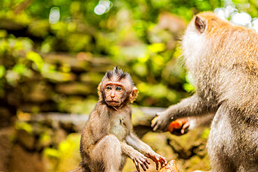 Sacred Monkey Forest in Ubud, Bali, Indonesia, Southeast Asia, Asia