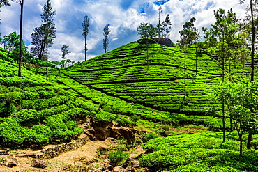 Scenic of the tea country in Sri Lanka, Asia