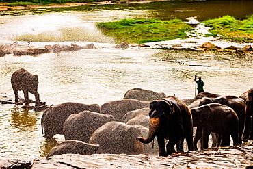 Elephants in Pinnawala, Sri Lanka, Asia