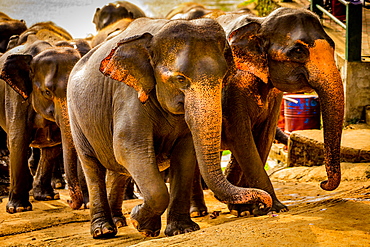 Elephants in Pinnawala, Sri Lanka, Asia