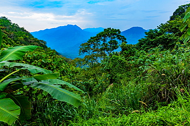 Scenic of the tea country in Sri Lanka, Asia