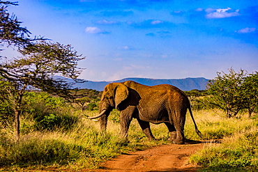 African Elephant (Loxodonta Africana), Zululand, South Africa, Africa