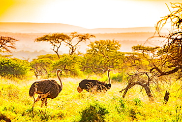 Ostrich (Struthio Camelus), Zululand, South Africa, Africa