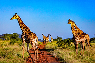 Giraffe (Giraffa camelopardalis), Zululand, South Africa, Africa