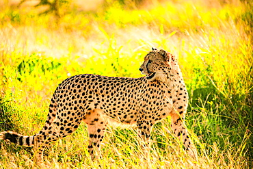 Cheetah (Acinonyx jubatus), Zululand, South Africa, Africa