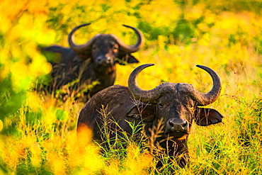 Water buffalo (Bubalus bubalis), Zululand, South Africa, Africa