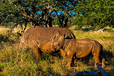 Rhinoceros (Rhinocerotidae), Zululand, South Africa, Africa