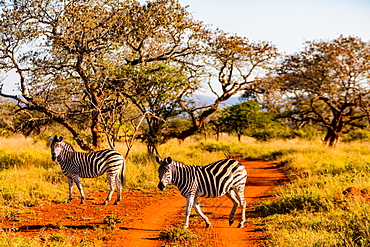 Zebras (Equus zebra), Zululand, South Africa, Africa