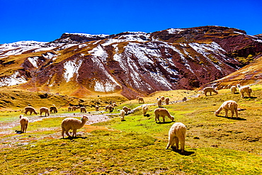 Llamas in the Andes, Peru, South America