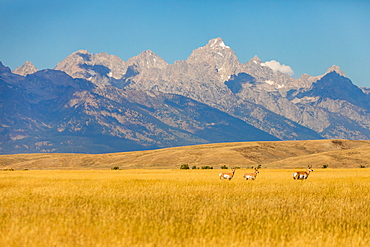 Deer wandering Yellowstone National Park, UNESCO World Heritage Site, Wyoming, United States of America, North America