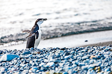 View of Chinstrap Penguin, Antarctica, Polar Regions