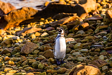 Magellan (Megallanic) Penguin roaming around New Island, Falkland Islands, South America