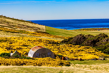 Scenic view on New Island, Falkland Islands, South America