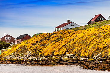 Scenic view of New Island in the Falkland Islands, South America