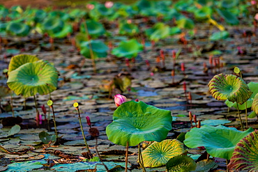 Lily pads floating in the Mekong Delta, Cambodia, Indochina, Southeast Asia, Asia