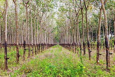 Trees in a rubber plantation in jungle of Cambodia, Indochina, Southeast Asia, Asia