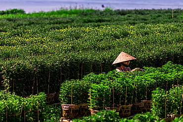 Village farmers in the Mekong Delta away from the intense city life of Saigon, Vietnam, Indochina, Southeast Asia, Asia