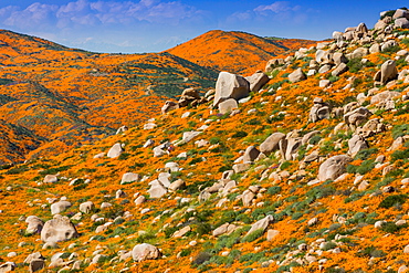 California Superbloom, the Poppy fields of Lake Elsinore, California, United States of America, North America