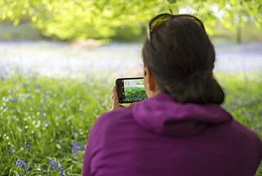 A woman takes a photo of a forest floor covered in bluebells, Lake District, Cumbria, England, United Kingdom, Europe