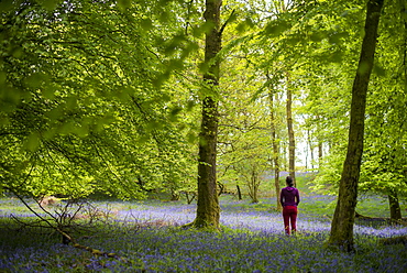 A woman explores the forest floor of Jeffy Knotts Woods covered in bluebells, Lake District National Park, Cumbria, England, United Kingdom, Europe