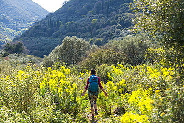 A woman hiking a trail full of abundant wild flowers on the Mani Peninsula in the Peloponnese, Greece, Europe