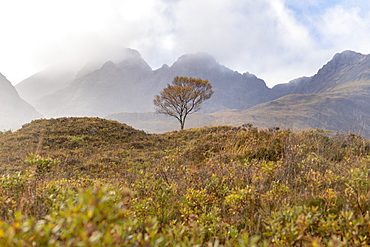 A lone tree and the Cuillins mountains on The Isle of Skye in the Inner Hebrides, Highlands, Scotland, United Kingdom, Europe