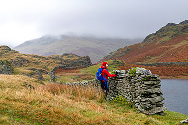 A woman hiking near Grasmere stops by a dry stone Lakeland wall beside Alcock Tarn, Lake Distirct National Park, UNESCO World Heritage Site, Cumbria, England, United Kingdom, Europe