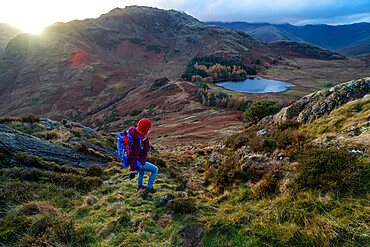 A woman hiking from Lingmoor Fell descends to Blea Tarn and Great Langdale in the Lake Distirct National Park, UNESCO World Heritage Site, Cumbria, England, United Kingdom, Europe