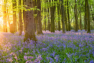 Bluebells cover a woodland floor during Spring in a small forest and catch the last rays of sun, Dorset, England, United Kingdom, Europe