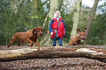 A woman takes her Vizslas for a walk on Putney Heath, London, England, United Kingdom, Europe