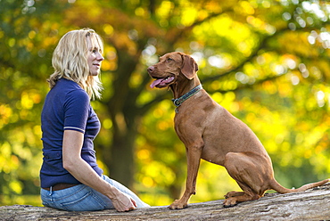 A woman takes her Vizsla for a walk on Wimbledon Common in London, England, United Kingdom, Europe